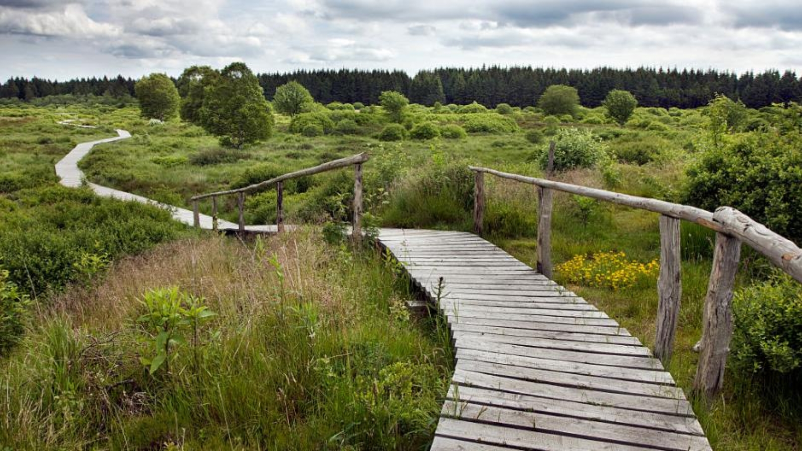 A la découverte du plateau des Hautes Fagnes